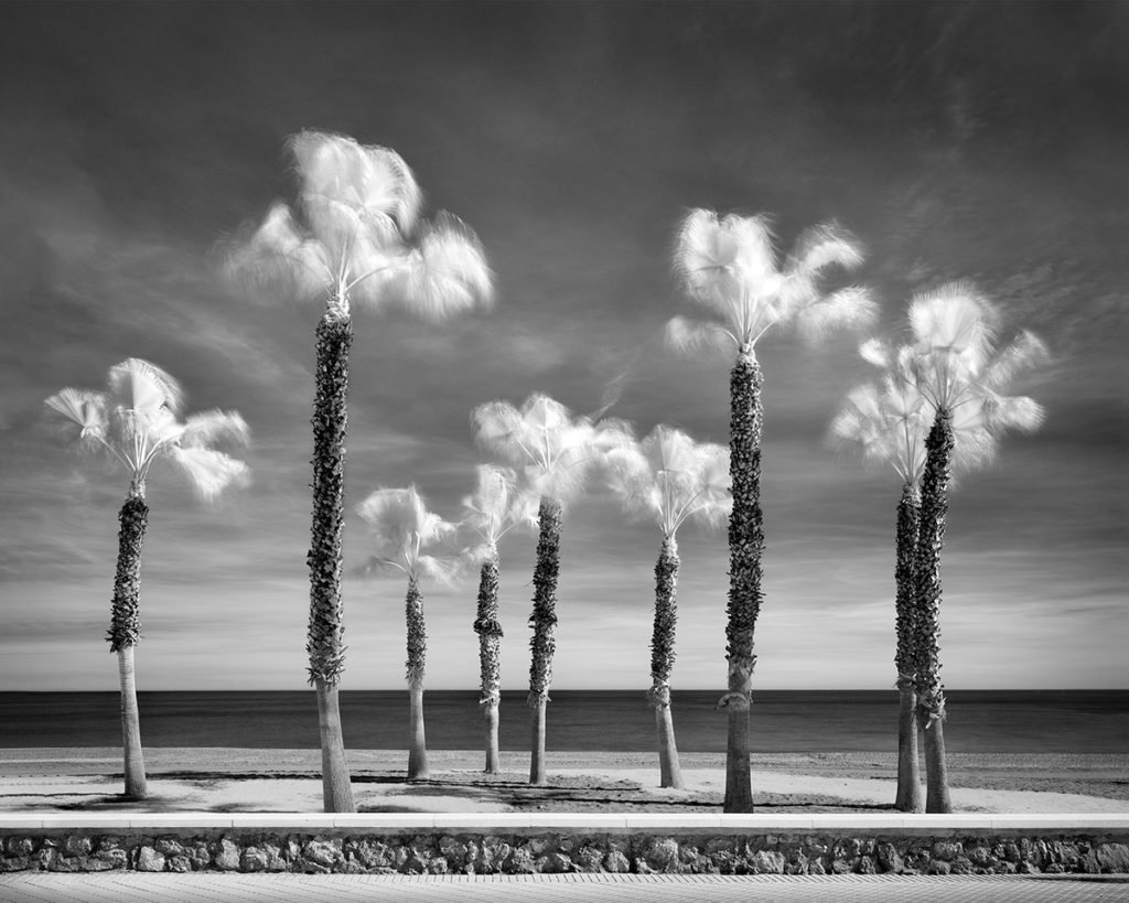 Fotografie Palm Tree Variations von Jen Winkler