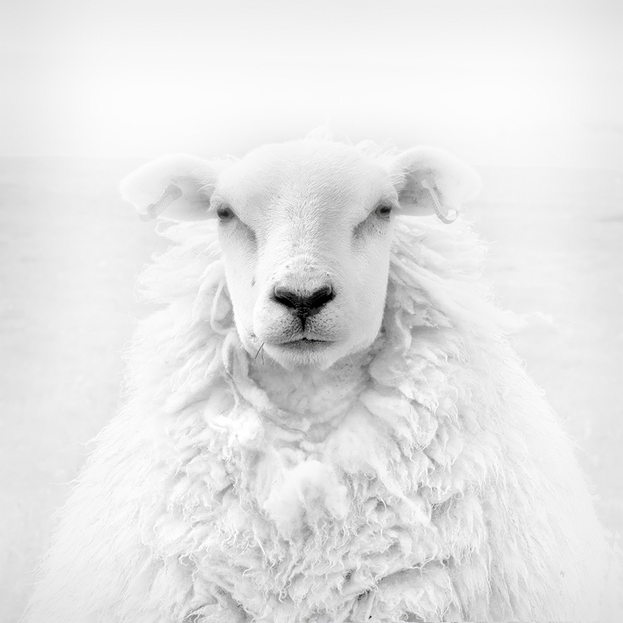 Fotografie "Portrait of a sheep" von Jens Winkler in der Fotoausstellung "Licht statt Farbe" in der Galerie im Rathaus München-Pasing