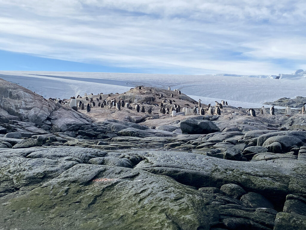 Fotografie mit Pinguinen in der Antarktis von Heike Haun in einer Ausstellung in der Sendlinger Kulturschmiede in München